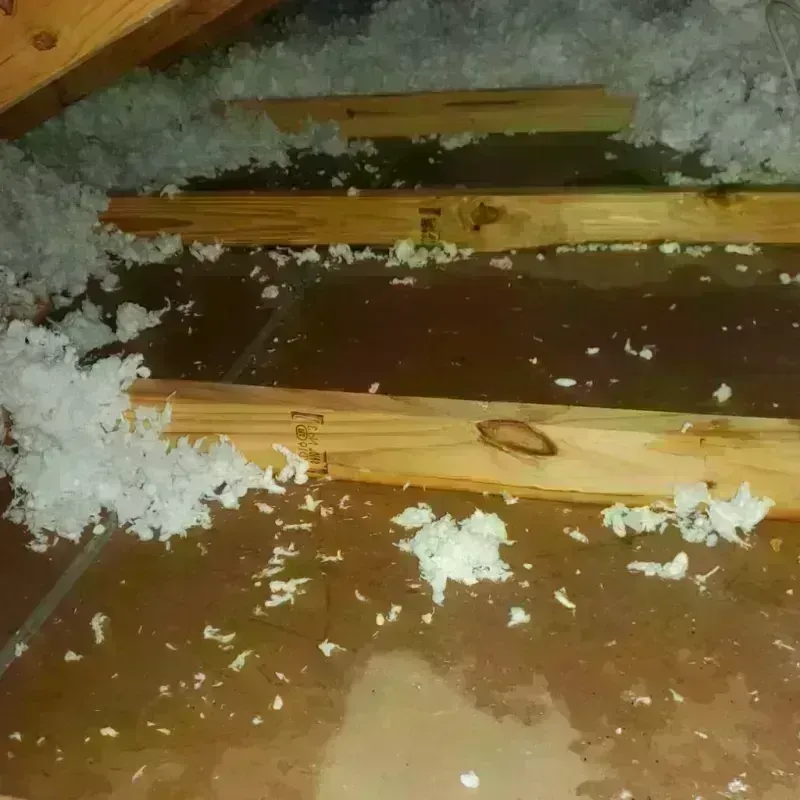 Attic Water Damage in Gainesville, FL